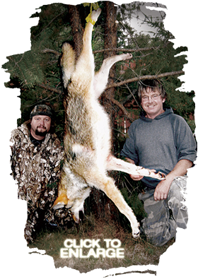 Wolf Hunting in Vermilion Bay Area