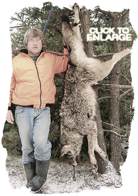 Wolf hunting in Northwestern Ontario