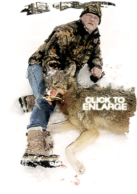 Wolf Hunting in Vermilion Bay Area