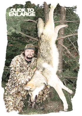 Wolf hunting in Northwestern Ontario