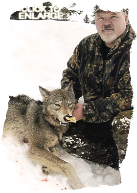 Wolf hunting in Northwestern Ontario