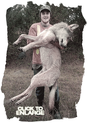 Wolf hunting in Northwestern Ontario