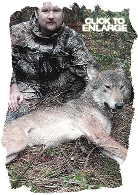 Wolf hunting in Northwestern Ontario